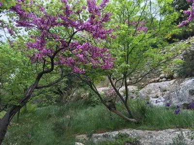 a tree with purple flowers on it in a field at Appartement niché dans la verdure in Aix-en-Provence