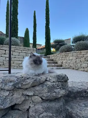 a cat sitting on top of a stone wall at Le jardin suspendu in Gordes