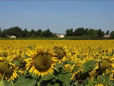 a large field of sunflowers in a field at Gite la Muscadelle l Isle sur sorgue in LʼIsle-sur-la-Sorgue