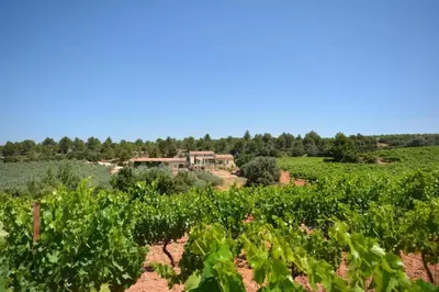 a field of vines with a house in the background at Le domaine de Villemus chambre d'hote in Jouques