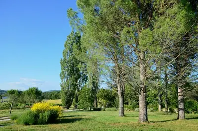 a group of trees in a field of grass at Bright Villa In The Heart Of Luberon in Céreste
