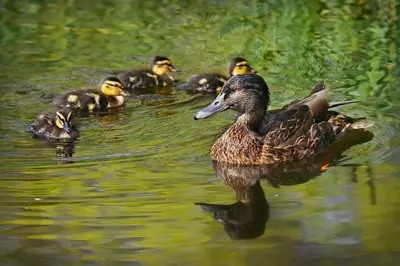 a group of ducks swimming in the water at Maison en coeur de ville in LʼIsle-sur-la-Sorgue