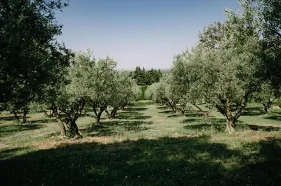 a row of olive trees in a field at The Aviary - Pernes-les-Fontaines in Pernes-les-Fontaines