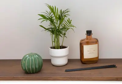 a plant and a bottle of whiskey on a wooden shelf at Suite Terre d'Ocre - Hypercentre - Wifi in Apt