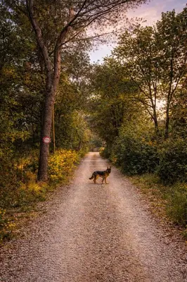 a dog is walking down a dirt road at Bienvenue à la villa Bellavista in Pertuis
