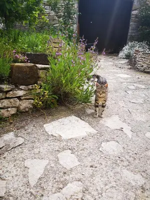 a cat standing in front of a plant at Chambre d'hôte dans ferme provençale in Banon