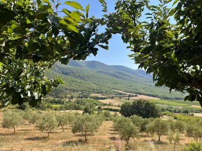 a view of a valley with trees and mountains at Le Grand Hermas in Saint-Martin-de-Castillon