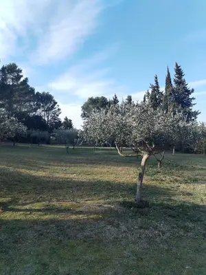 a tree in the middle of a field at Close to Saint-Rémy-de-Provence in Eyragues