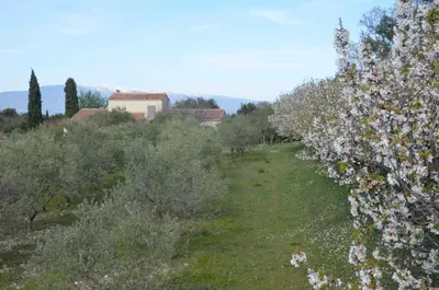 a field of trees and bushes with a house in the background at Sous le figuier in La Roque-sur-Pernes