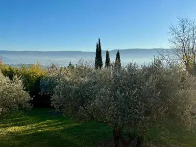 a group of trees and bushes in a field at Provence km28 in Gordes