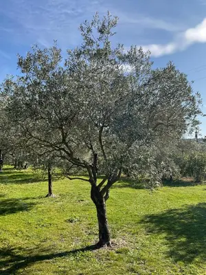 a tree in the middle of a field at Provence km28 in Gordes