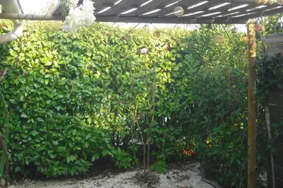 a green hedge with a pergola in a garden at Lou mas li Pitchoun 