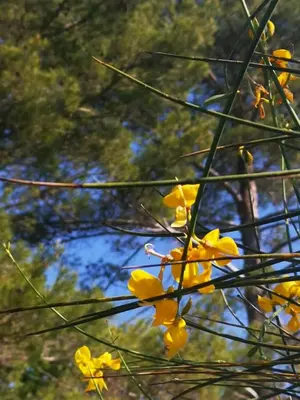 a bunch of yellow flowers on a tree at Brin d'Olivier en Luberon in Gargas