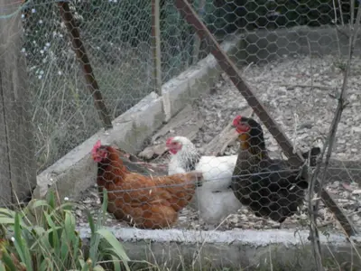 a group of chickens standing next to a fence at Maison de charme en Luberon à proximité de Lourmarin piscine privée et grand jardin in Puyvert