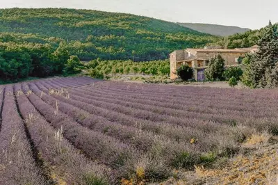 a field of lavender in front of a house at Hameau de l'Esperelle in Simiane-la-Rotonde