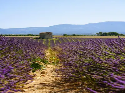 a field of purple flowers with a dirt road at Oppède Villa with Private Pool in Oppède