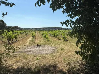 a field of vines with a bird sitting on the ground at Bastide Neuve au Cœur du Luberon - Piscine Privée in Lauris