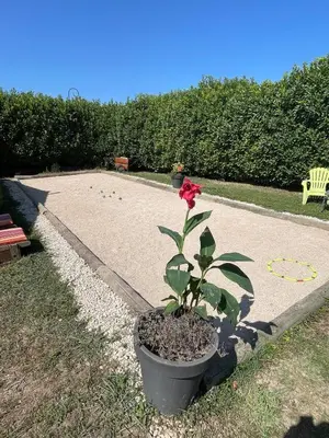 a red rose in a pot in a yard at Maison de vacances in Le Thor