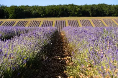 a lavender field with a field of lavender at Domaine Château du Bois Provence in Lagarde-dʼApt