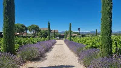 a path through a field of lavender at Mas aux gourmandises in Oppède