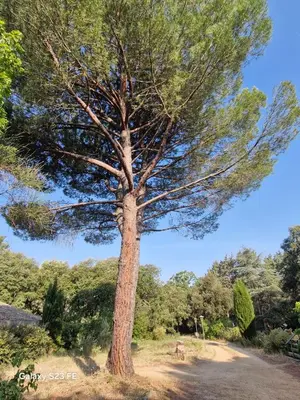 a large pine tree standing in a field at Villa Le Pin in Rognes