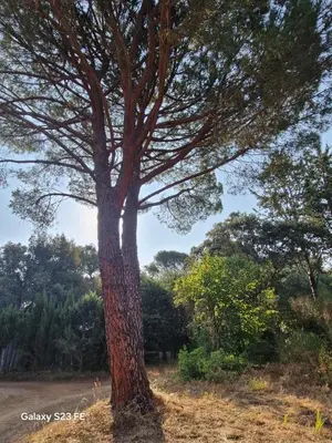 a tree in the middle of a field at Villa Le Pin in Rognes