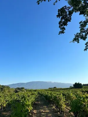 a field of vines with mountains in the background at Gite au calme, sur domaine vinicole avec piscine chauffée partagée idéal rando et vélo in Mormoiron