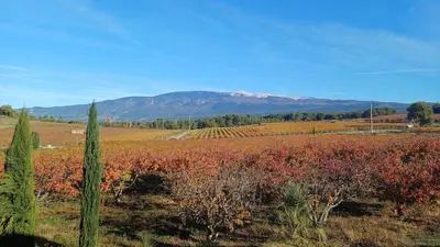 a field with red plants and mountains in the background at Gite au calme, sur domaine vinicole avec piscine chauffée partagée idéal rando et vélo in Mormoiron