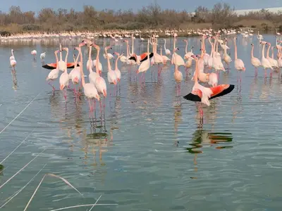 a flock of pink flamingos standing in the water at Loft en Provence - Terrasse-Climatisation-Proche Golf et Luberon in Vernègues