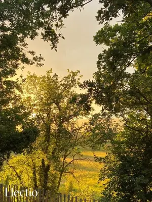 a group of trees with a field in the background at Cabane dIsmou Pool & Wood Design in La Roque-dʼAnthéron