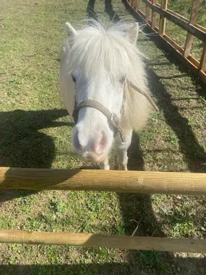 a white horse standing next to a fence at La cabane - Nature et Spa in Aurons