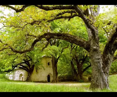 an old building in the middle of some trees at Appartement dans maison de caractère avec piscine in Banon