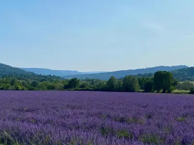 a field of purple flowers in a field at Maison de village, piscine, Colorado in Rustrel