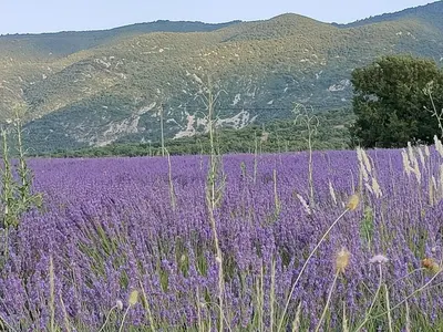 a field of purple flowers in front of a mountain at Charming house in Provence, 2 to 10 people in Saignon