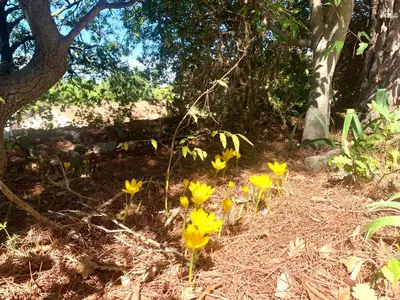 a group of yellow flowers in the woods at La maison aux oiseaux - Luberon in Oppède