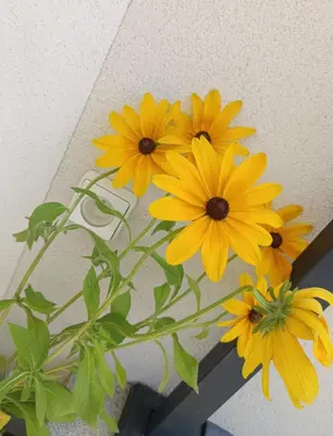 a group of yellow flowers in a vase at Villa KAMARO in LʼIsle-sur-la-Sorgue