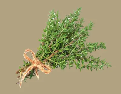 a bunch of green rosemary with a bow at La Rivayne in Lourmarin