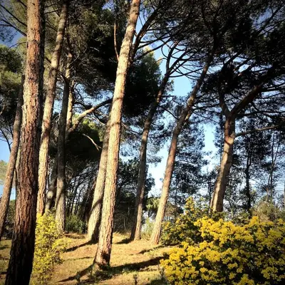 a group of trees with yellow flowers in a forest at Chez Pascal et Marion in La Tour-dʼAigues