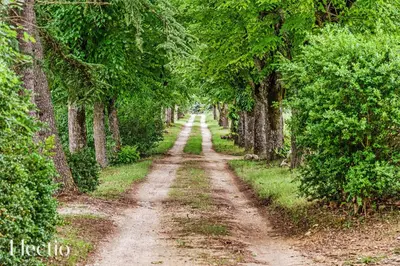 an empty dirt road in a forest with trees at Parenthèse en Luberon in Rustrel