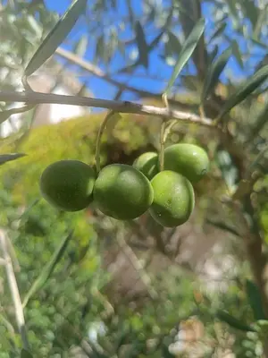 a bunch of green fruit hanging from a tree at Villa Bulle de raisin in LʼIsle-sur-la-Sorgue