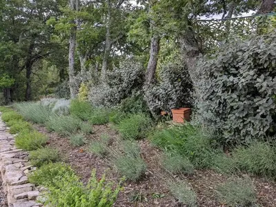 a garden with plants and a tree and a path at Contemporary Villa With Pool In Céreste-En-Luberon in Céreste