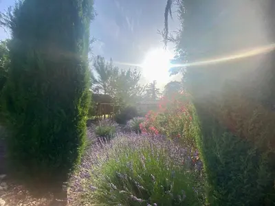 a garden with flowers and the sun in the sky at Mas de la Calade Bed & Breakfast in Aix-en-Provence