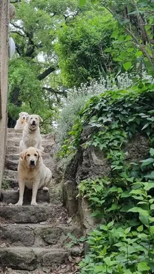 two dogs sitting on the steps of a hill at Gîte Le Verger Paisible in Malemort-du-Comtat