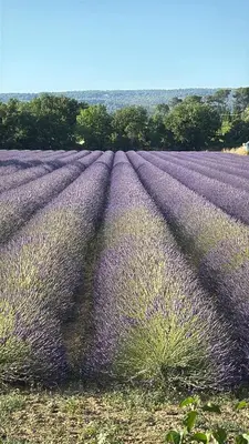 a large field of purple lavender in a field at Escapade Provençale 5 in Aix-en-Provence