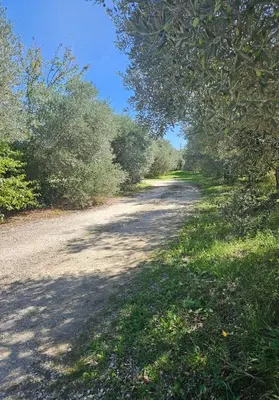 a dirt road with trees on the side of it at Les oliviers in Saint-Didier