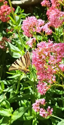 a butterfly sitting on top of pink flowers at Les Tournillayres in Bédoin