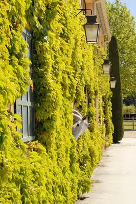 a dolphin sticking its head out of a wall of plants at Haras de Castellane in Pertuis
