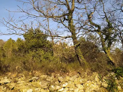 a tree sitting on top of a rocky hill at Niché au cœur de la Provence - VERNEGUES in Vernègues