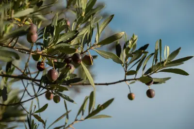 a close up of a tree branch with olives at Hôtel de La Fontaine in Lourmarin