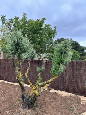 a small tree in front of a fence at La Maison De Paulette in Joucas
